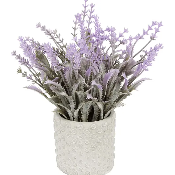 Kunstlavendel In Pot